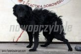 07.11.2013 SIERADZ MIASTO SUKA 985100006932335
